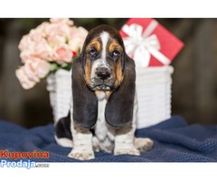 Basset hound - Šampionskog porekla - Fotografija 5/6