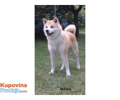 Akita inu štenci šampionskog porekla - Fotografija 8/10