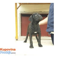 Cane Corso, izuzetnog potencijala - Fotografija 6/9