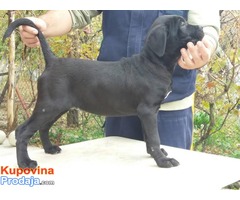 Cane Corso, izuzetnog potencijala - Fotografija 7/9