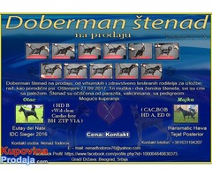 Doberman štenad na prodaju - Fotografija 1/9