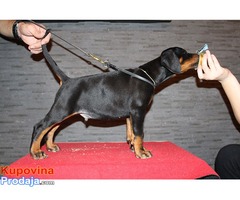 Doberman štenad na prodaju - Fotografija 2/9