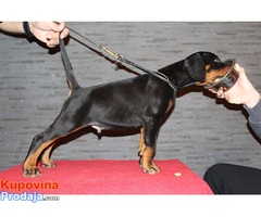 Doberman štenad na prodaju - Fotografija 3/9