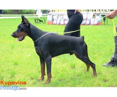 Doberman štenad na prodaju - Fotografija 4/9