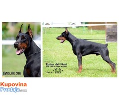 Doberman štenad na prodaju - Fotografija 5/9