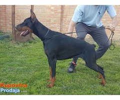 Doberman štenad na prodaju - Fotografija 6/9