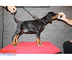 Doberman štenad na prodaju - Fotografija 7/9