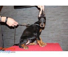 Doberman štenad na prodaju - Fotografija 8/9