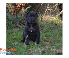 Cane Corso štenci - Fotografija 1/6