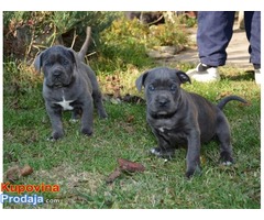 Cane Corso štenci - Fotografija 2/6