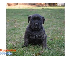 Cane Corso štenci - Fotografija 3/6