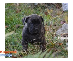 Cane Corso štenci - Fotografija 4/6