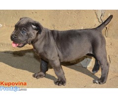 Cane Corso štenci - Fotografija 5/6