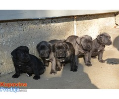 Cane Corso štenci - Fotografija 6/6