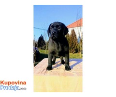 Labrador – štenci vrhunskog porekla - Fotografija 1/5