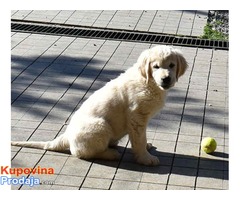 Zenka ZLATNOG RETRIVERA vrhunskog porekla - Fotografija 6/6