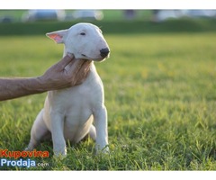 Engleski bull terijer - Fotografija 6/10