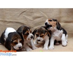 Beagle stenci sa pedigreom NA PRODAJU! - Fotografija 2/5