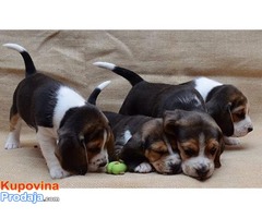 Beagle stenci sa pedigreom NA PRODAJU! - Fotografija 3/5