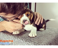 Beagle stenci sa pedigreom NA PRODAJU! - Fotografija 4/5