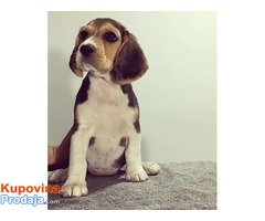 Beagle stenci sa pedigreom NA PRODAJU! - Fotografija 5/5