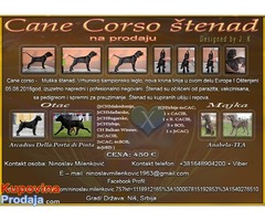 Cane Corso štenad na prodaju - Fotografija 1/10