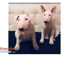 Prekrasni stenci BULL TERRIER-a - Fotografija 1/10