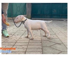 Prekrasni stenci BULL TERRIER-a - Fotografija 2/10