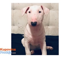 Prekrasni stenci BULL TERRIER-a - Fotografija 7/10