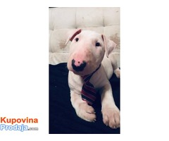 Prekrasni stenci BULL TERRIER-a - Fotografija 9/10