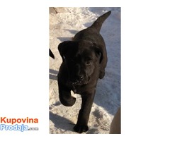 Labrador Retriver, VRHUNSKI ŠTENCI ! - Fotografija 2/10