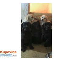 Labrador Retriver, VRHUNSKI ŠTENCI ! - Fotografija 3/10