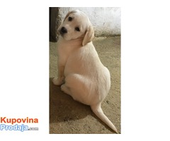 Labrador Retriver, VRHUNSKI ŠTENCI ! - Fotografija 4/10