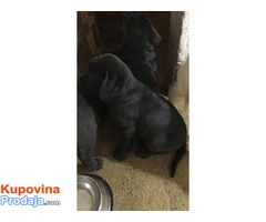 Labrador Retriver, VRHUNSKI ŠTENCI ! - Fotografija 6/10