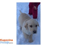 Labrador Retriver, VRHUNSKI ŠTENCI ! - Fotografija 7/10