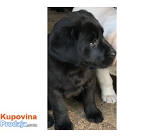 Labrador Retriver, VRHUNSKI ŠTENCI ! - Fotografija 10/10