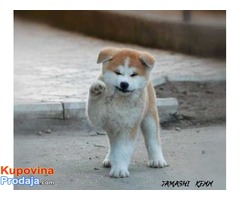 Akita inu vrhunski stenci - Fotografija 1/10