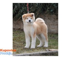 Akita inu vrhunski stenci - Fotografija 8/10