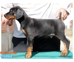 Doberman štenad na prodaju - Fotografija 2/10