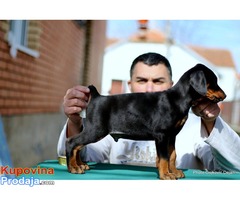 Doberman štenad na prodaju - Fotografija 4/10