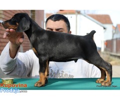 Doberman štenad na prodaju - Fotografija 5/10