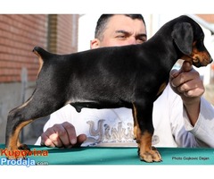 Doberman štenad na prodaju - Fotografija 6/10