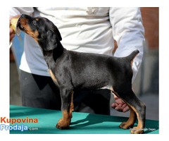 Doberman štenad na prodaju - Fotografija 7/10