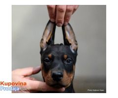 Doberman štenad na prodaju - Fotografija 8/10