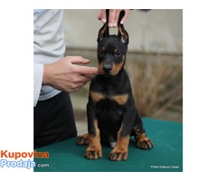 Doberman štenad na prodaju - Fotografija 9/10