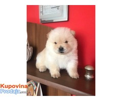 Chow Chow, cau cau krem svetle boje - Fotografija 1/6