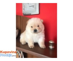 Chow Chow, cau cau krem svetle boje - Fotografija 3/6