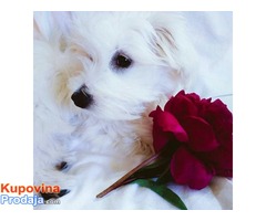 Coton de Tulear - Fotografija 1/10