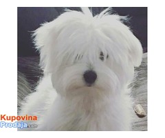 Coton de Tulear - Fotografija 3/10