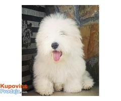 Coton de Tulear - Fotografija 4/10